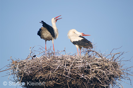 Weißstorch, Ciconia ciconia 008